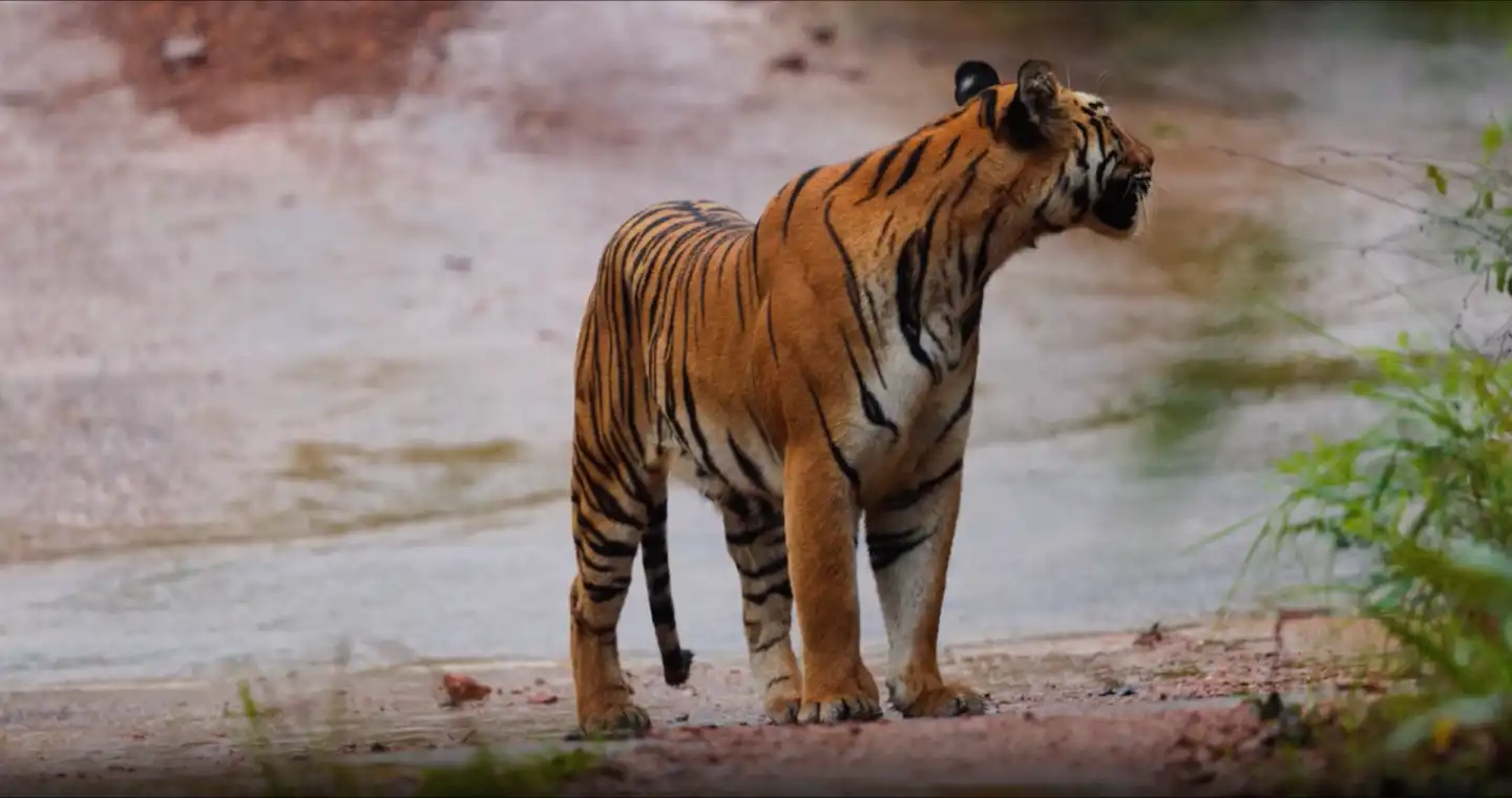 ranthambore-national-park-hero-section
