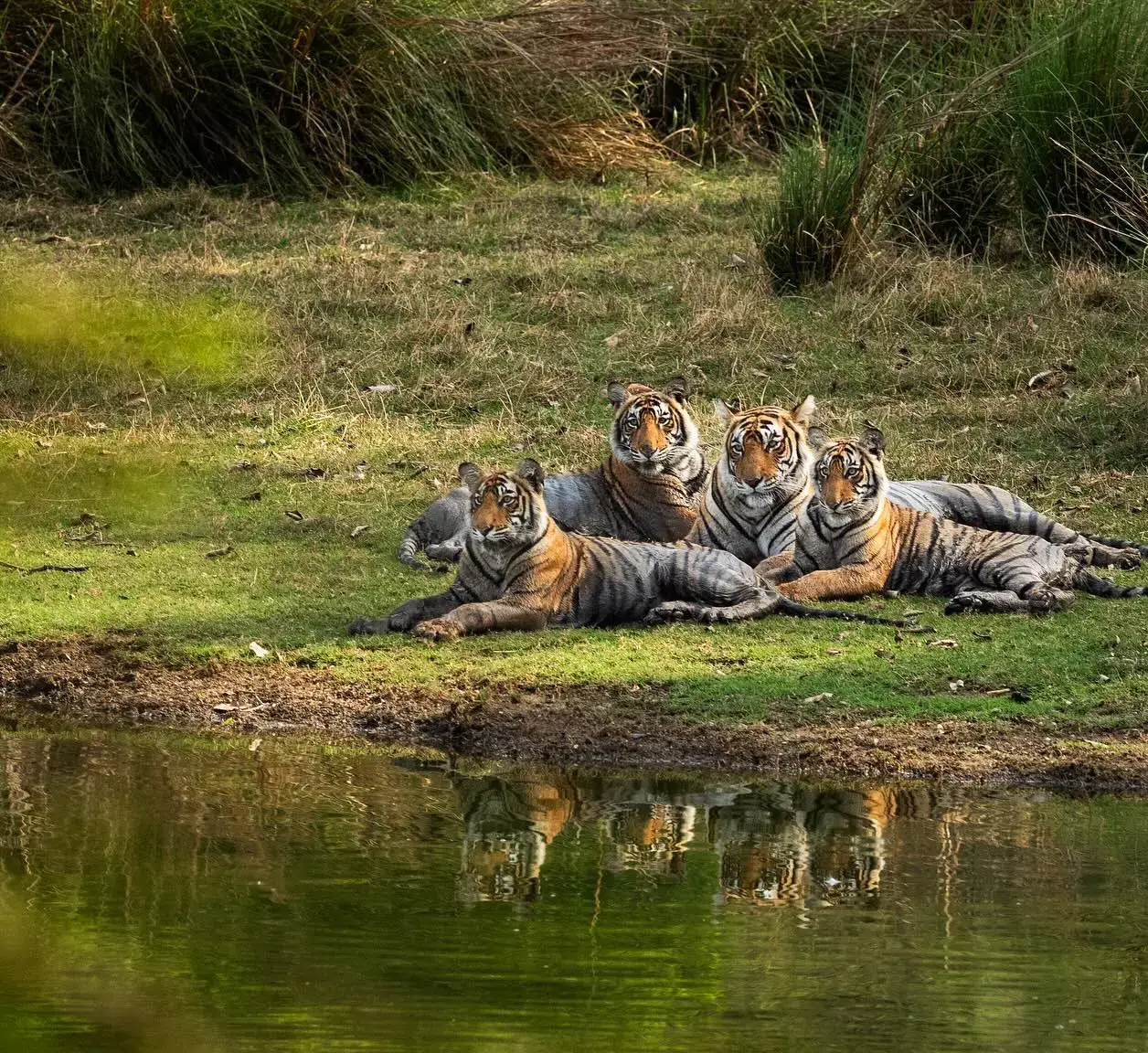 ranthambore-national-park-tiger-famil