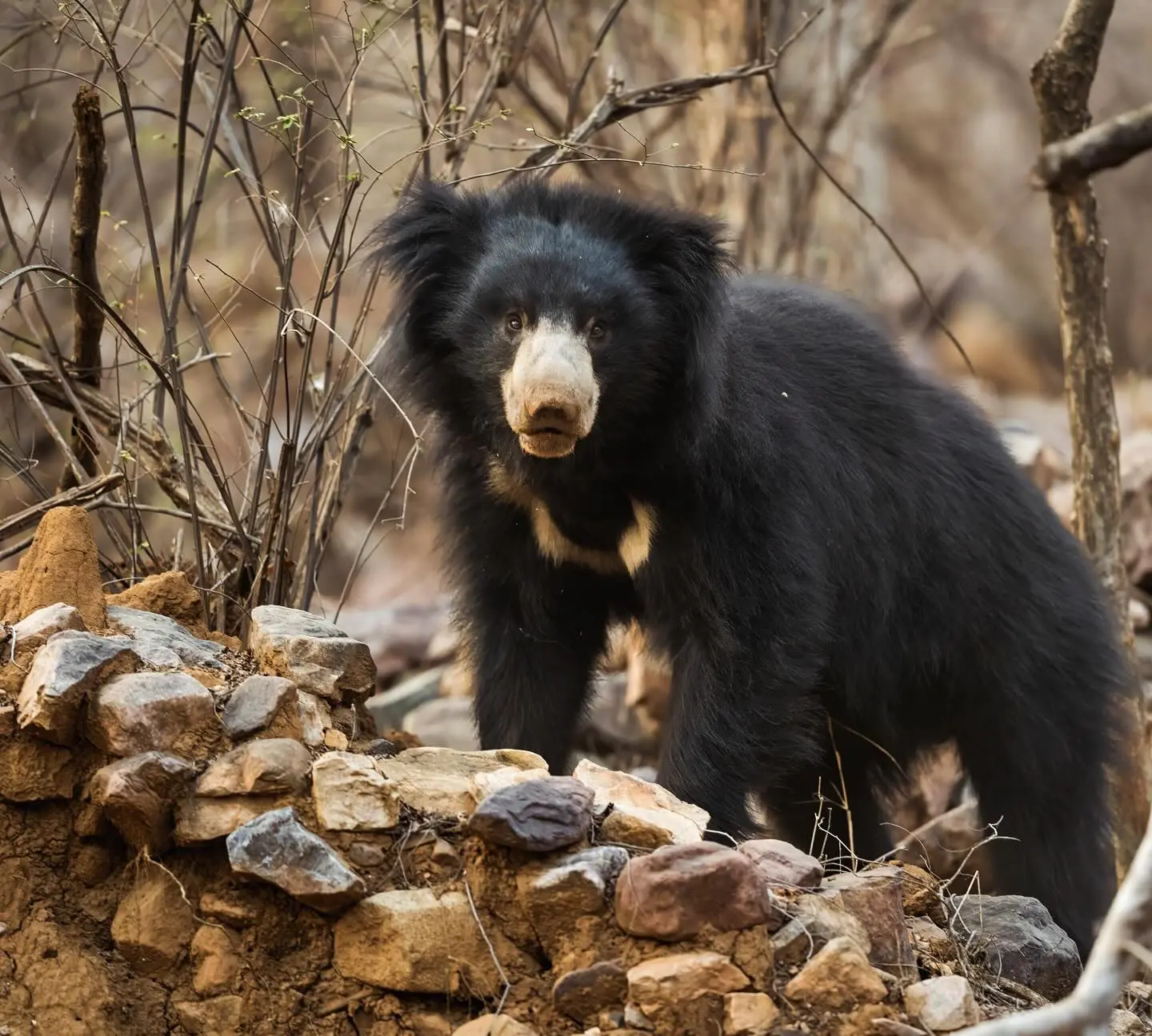 ranthambore-safari-booking.jpg.jpg