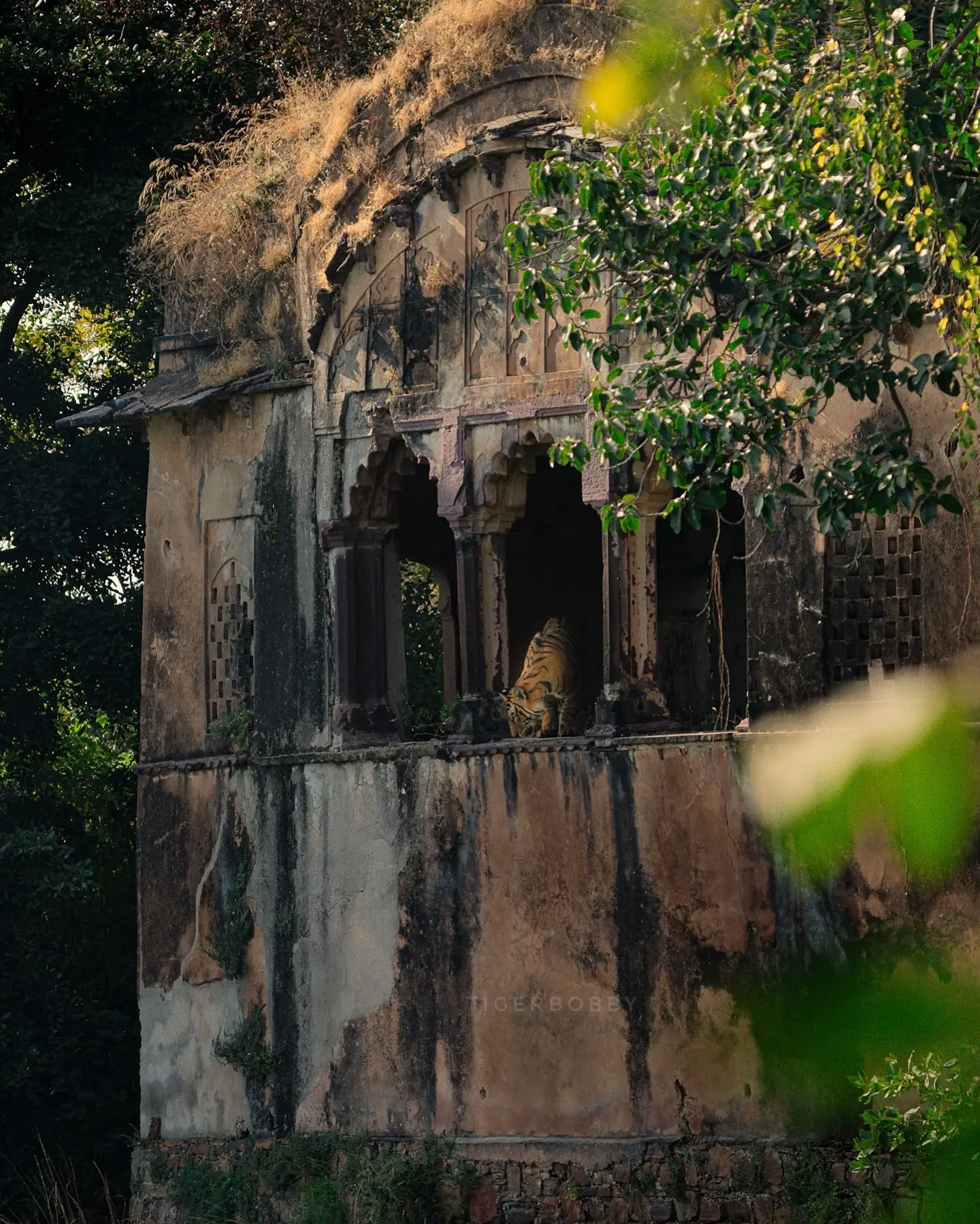 Ranthambore safari Booking