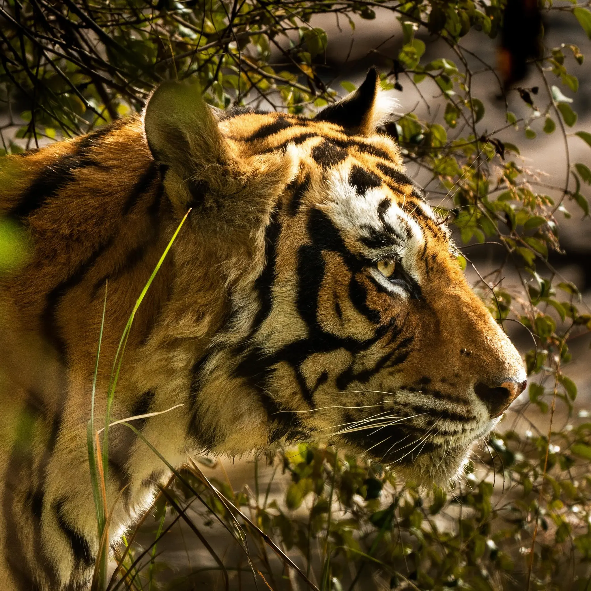 Ranthambore Safari Booking
