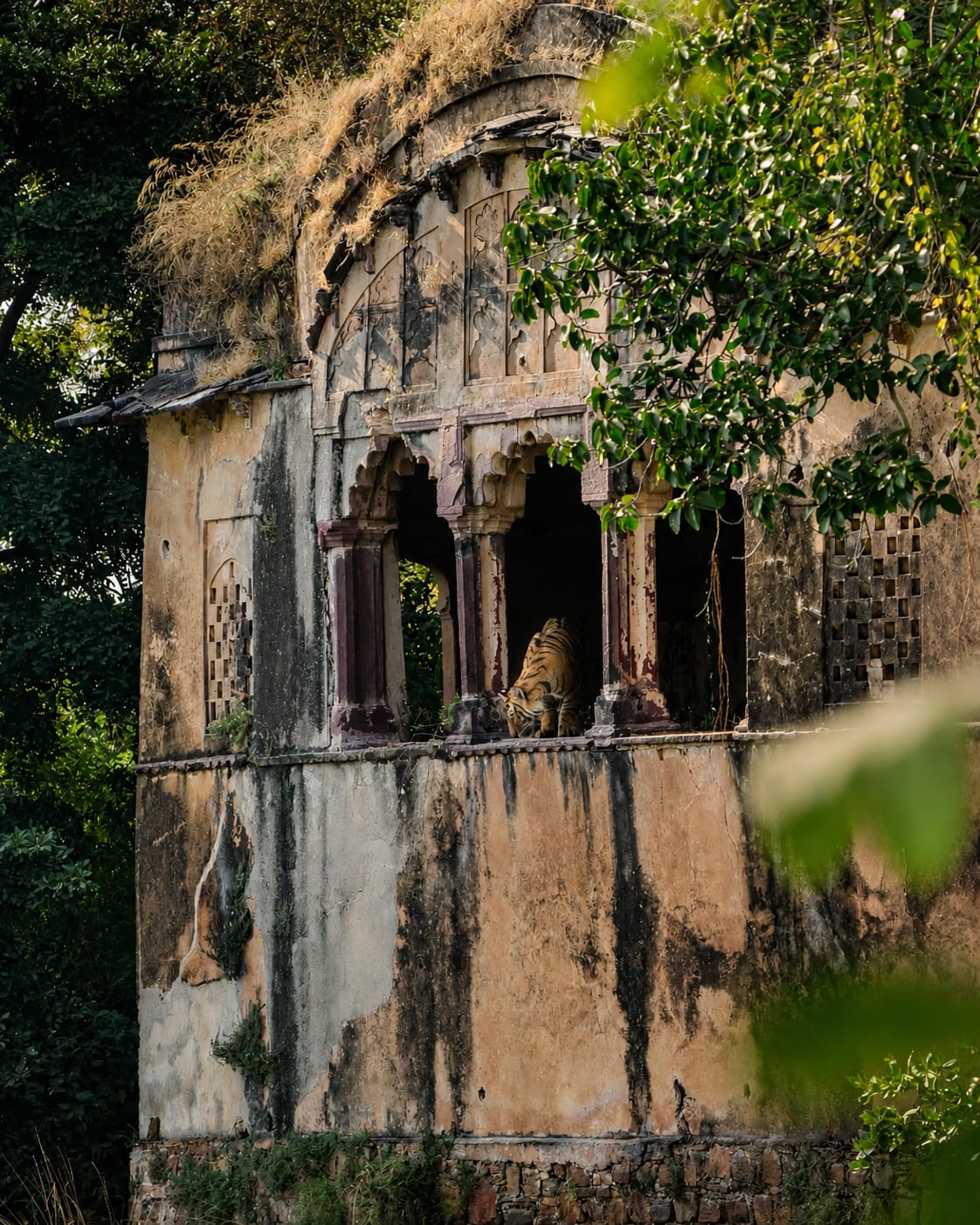 Ranthambore Safari booking Ranthambore National Park
