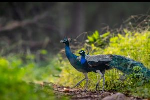 Beyond Tigers — 15 Incredible Birds You Can Spot in Ranthambore