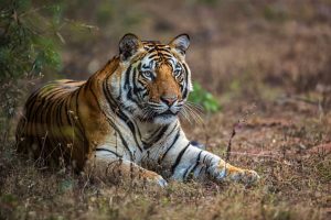 Ranthambore Safari