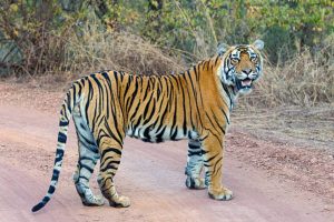 Noor (T-39) — Ranthambore’s Gentle Powerhouse