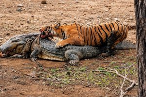 Ranthambore Tiger machli