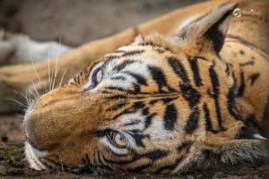 Arrowhead (T-84) — The Lake Queen of Ranthambore