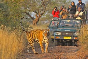 Jeep vs Canter Safari — Complete Comparison Guide for First-Time Visitors