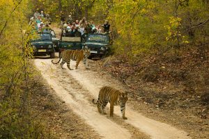 10 Expert Tips to Increase Your Tiger Sighting Chances in Ranthambore