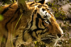 Ranthambore Safari Booking